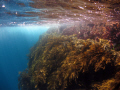   Poor Knights Islands New Zealand. Taken while snorkelling end dive Canon Ixus 90IS. Zealand 90IS  